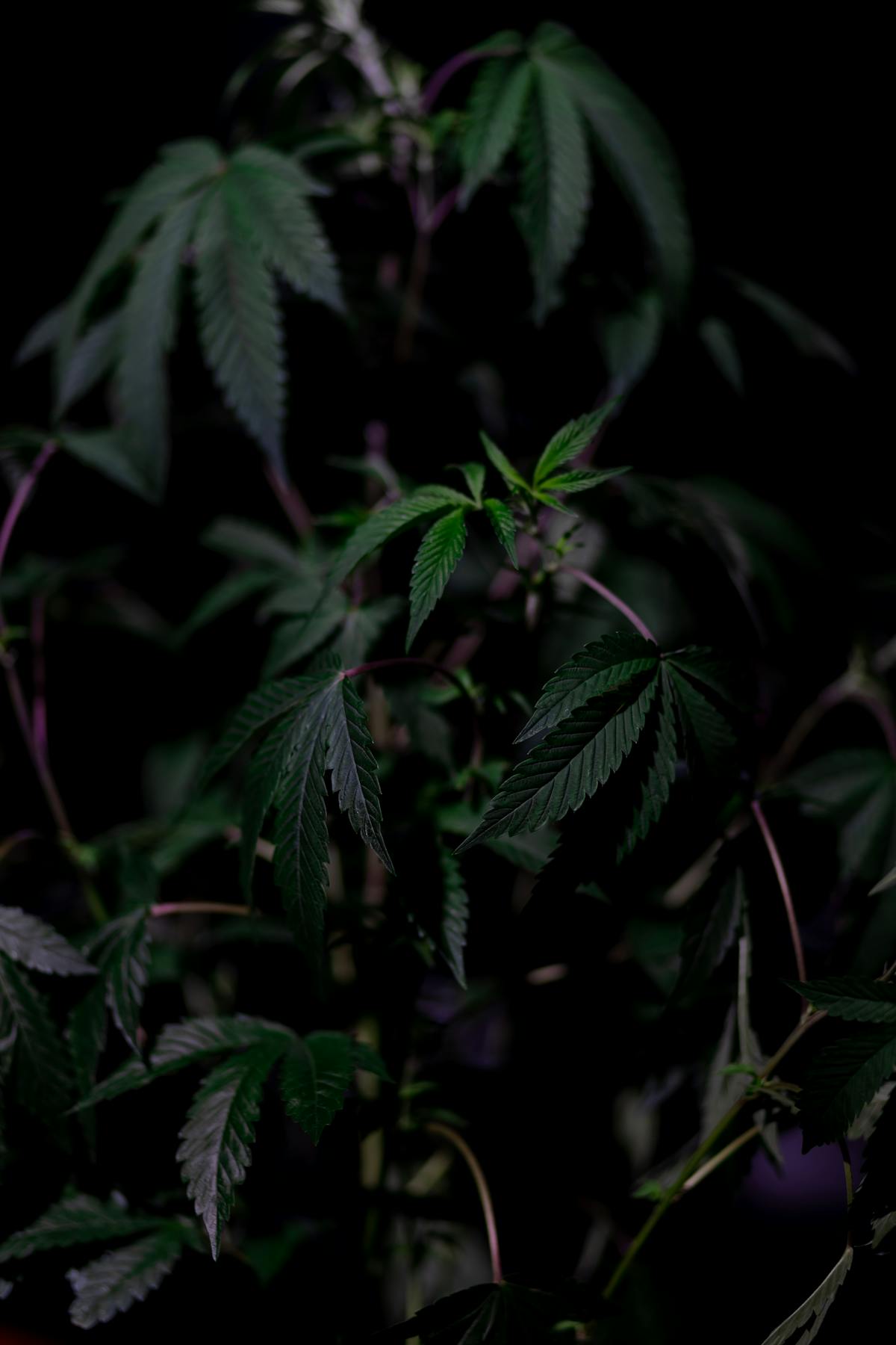 OG Kush