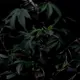 Flor Blue Dream